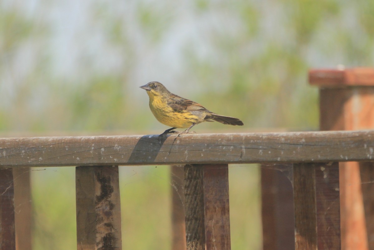 Unicolored Blackbird - ML646341660