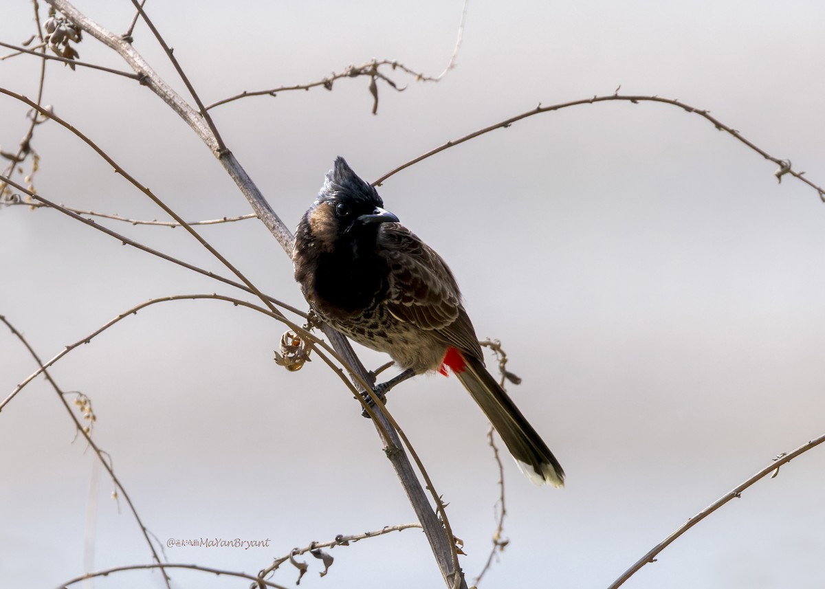 Red-vented Bulbul - ML646341661