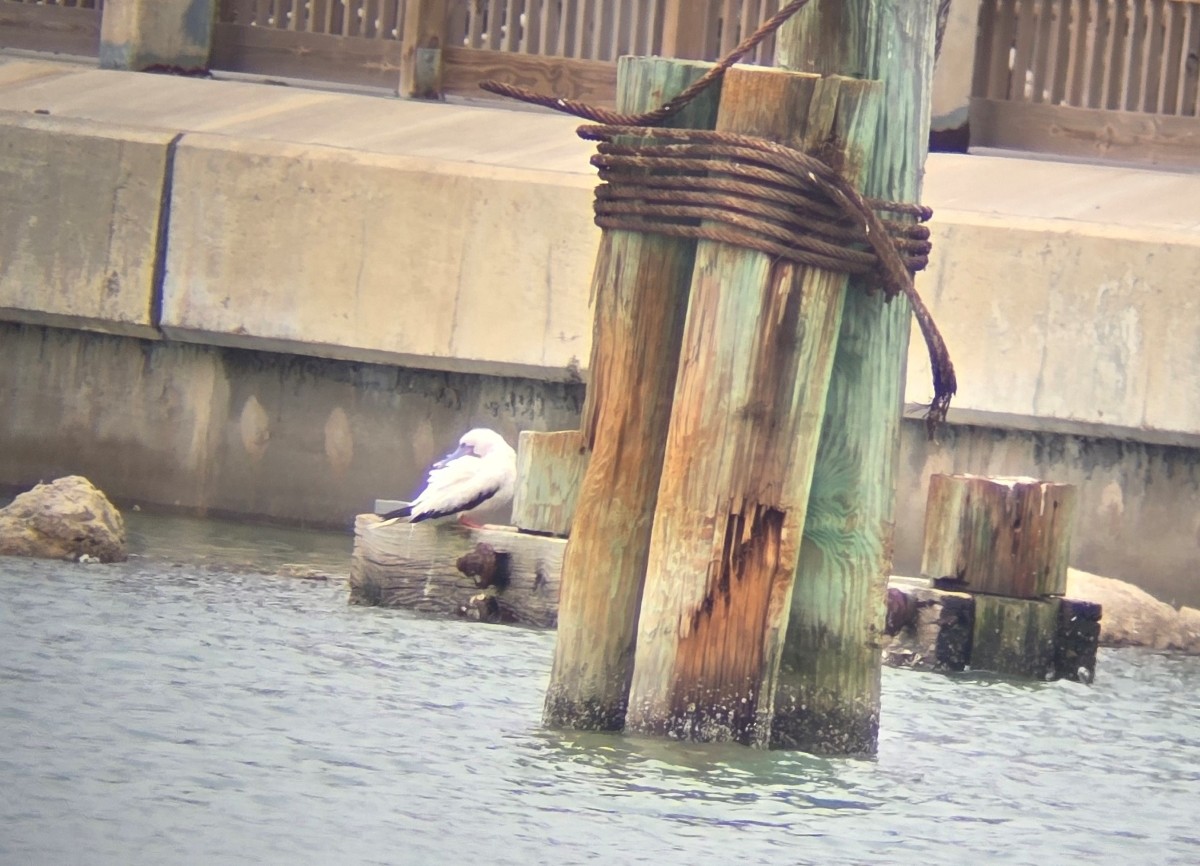 Сула червононога - ML646341662