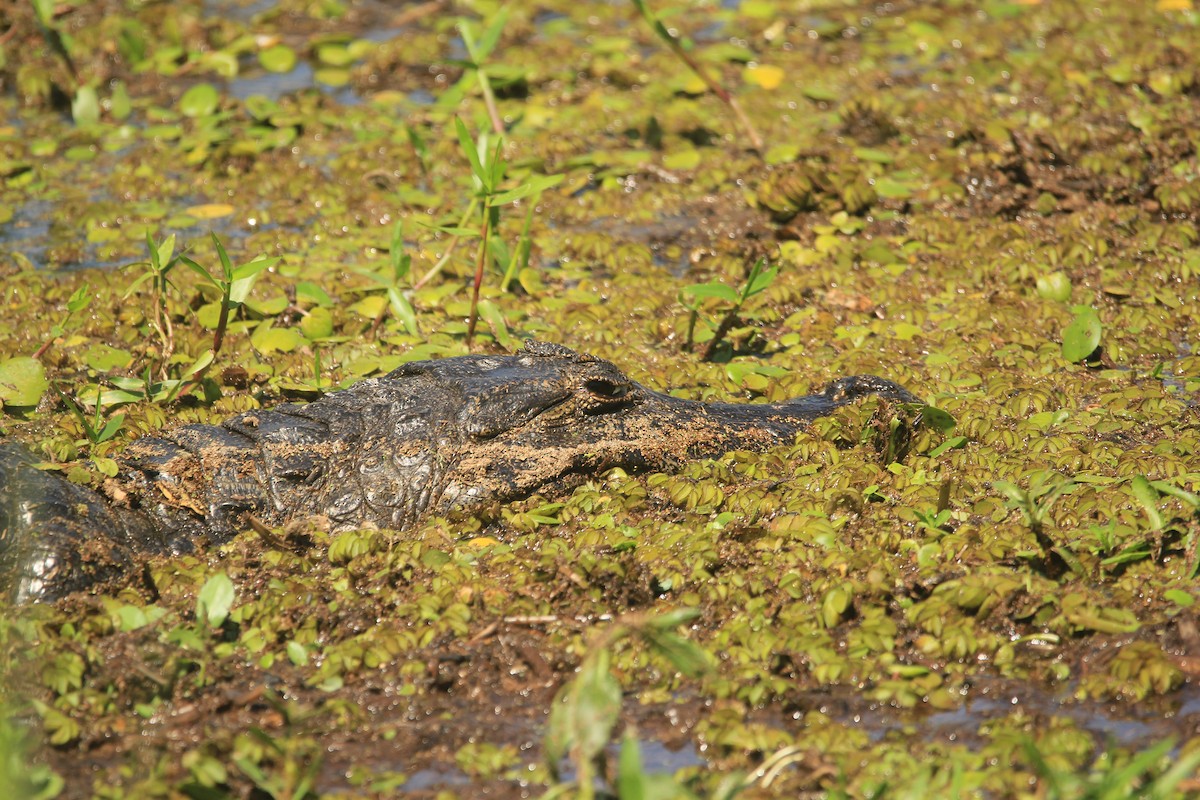 Yacare Caiman - ML646341667