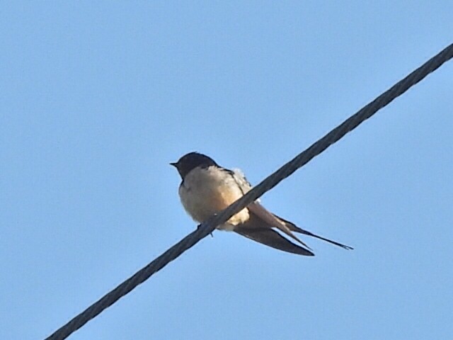 Barn Swallow - ML646341671
