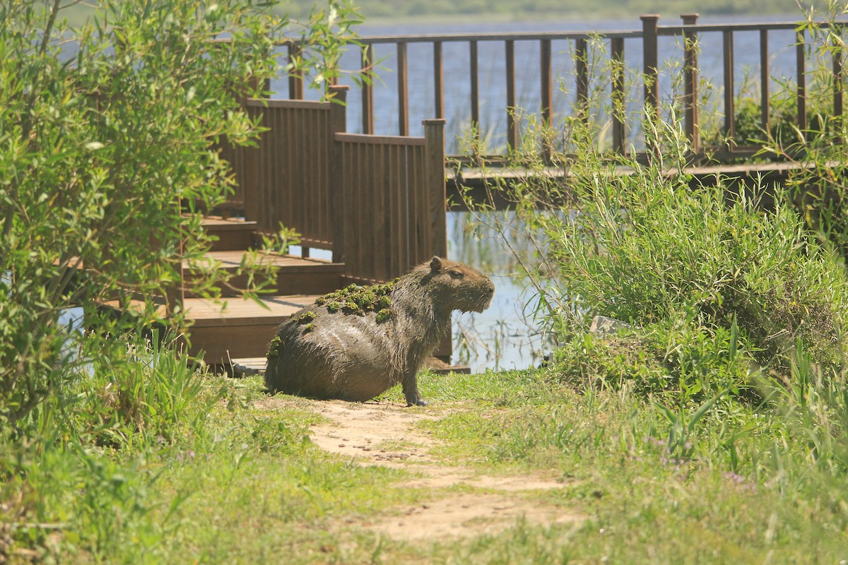 Capybara - ML646341674