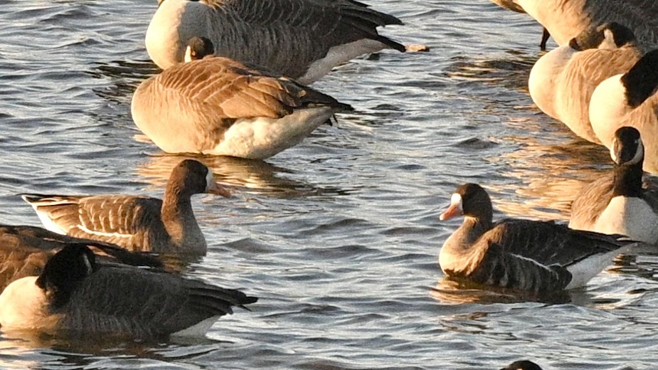 白額雁 - ML646341676