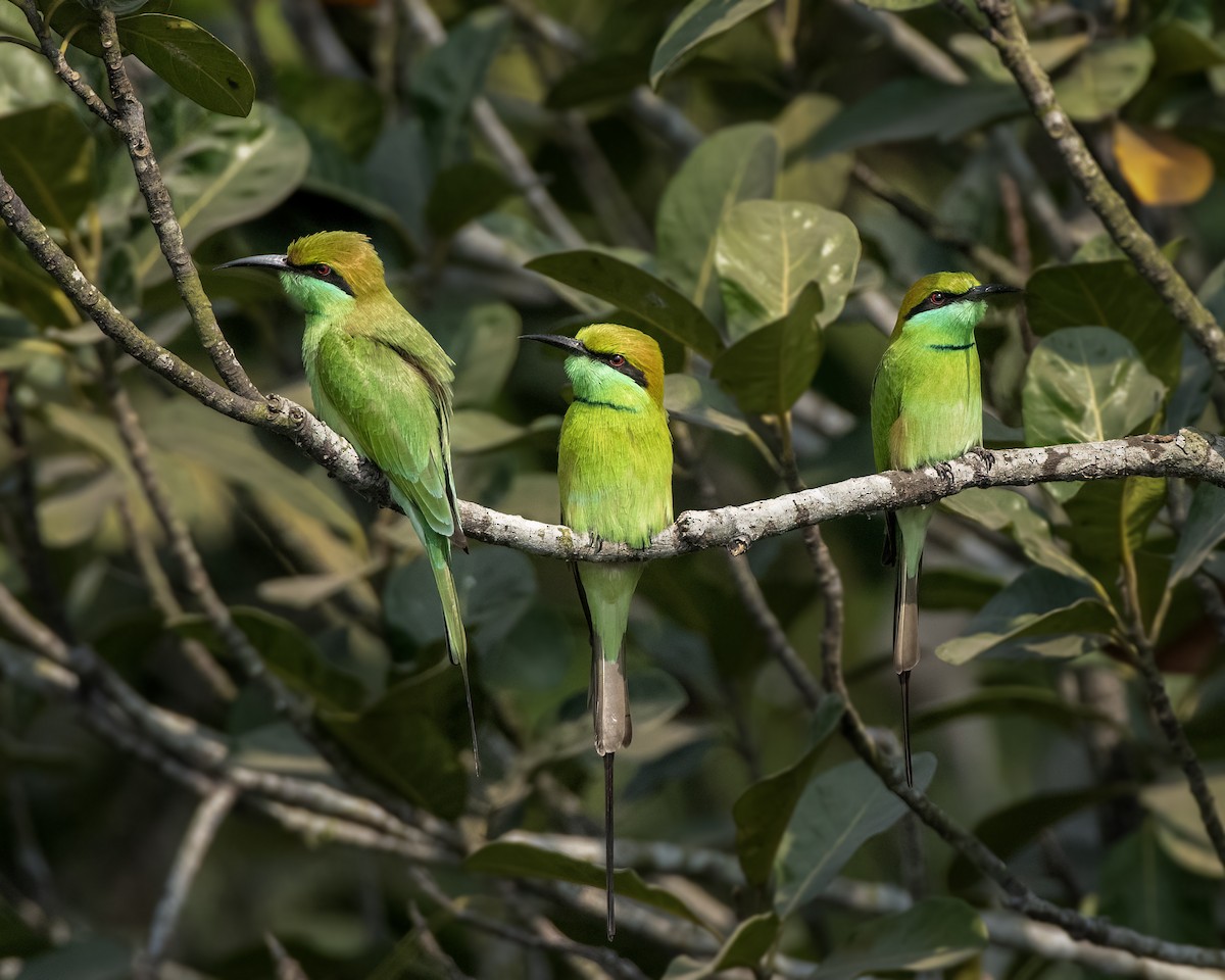 Asian Green Bee-eater - ML646341677