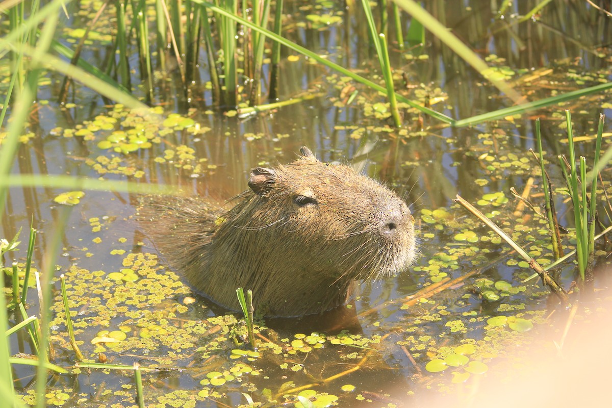 Capybara - ML646341679