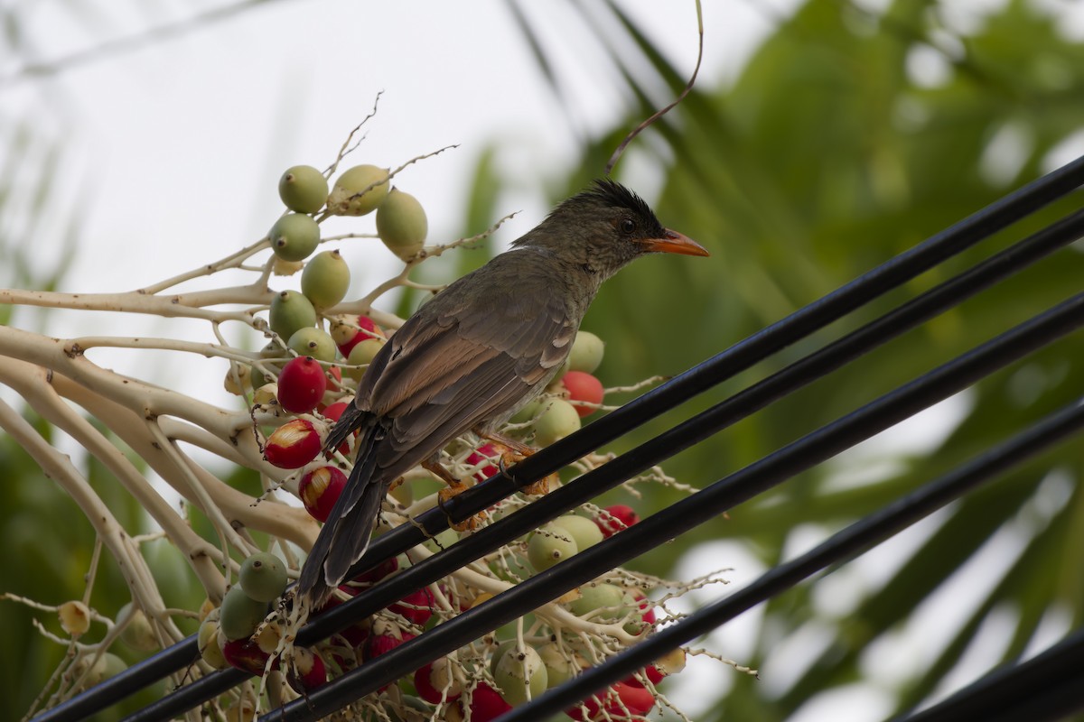 Seychelles Bulbul - ML646341680