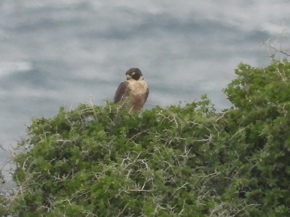 Peregrine Falcon - ML646341682