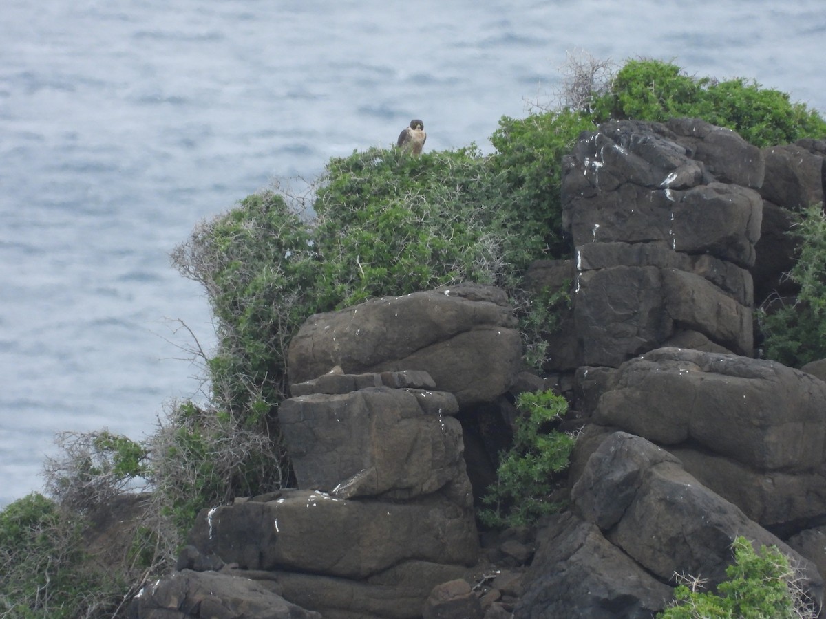 Peregrine Falcon - ML646341685