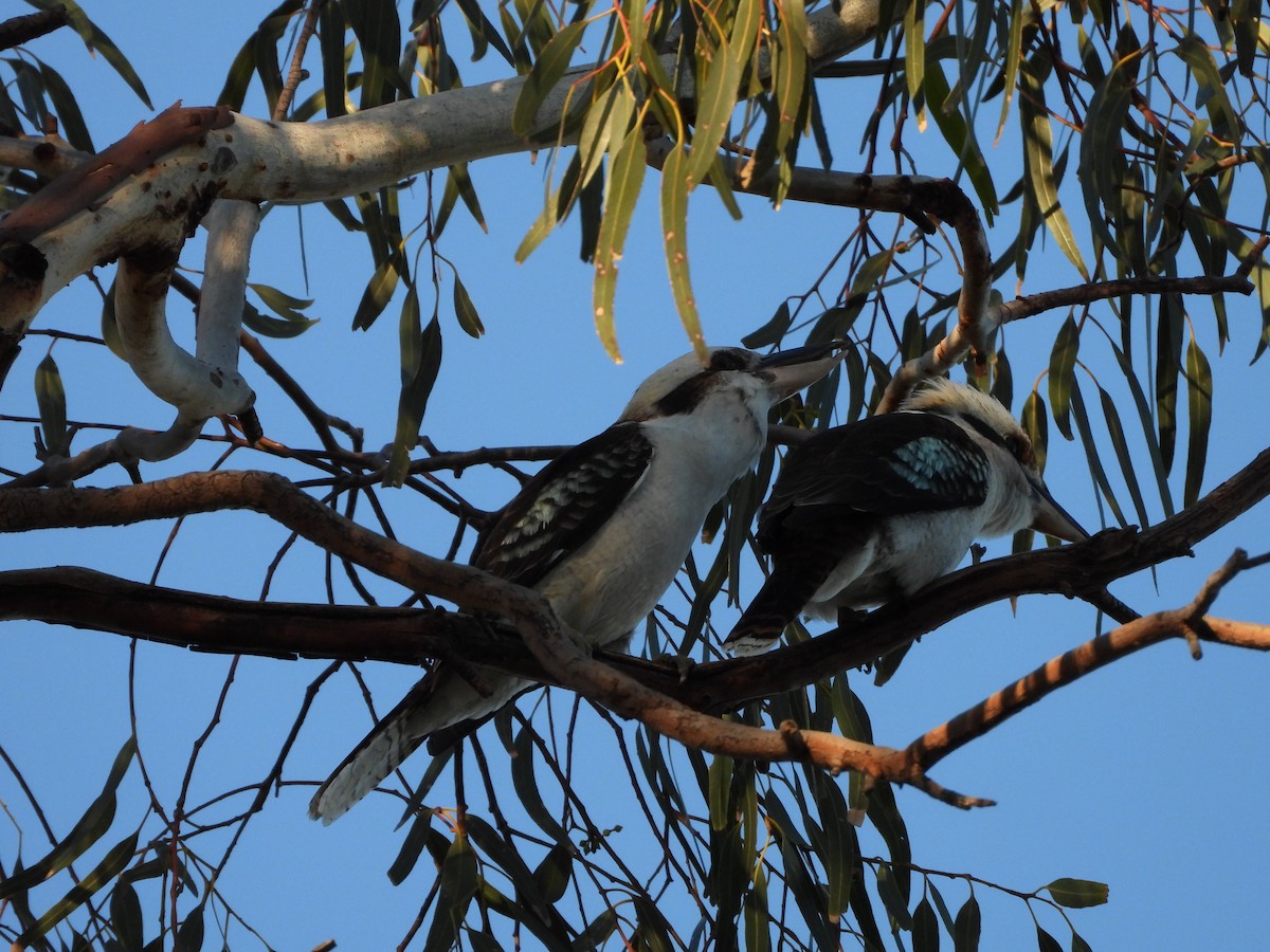 Laughing Kookaburra - ML646341687