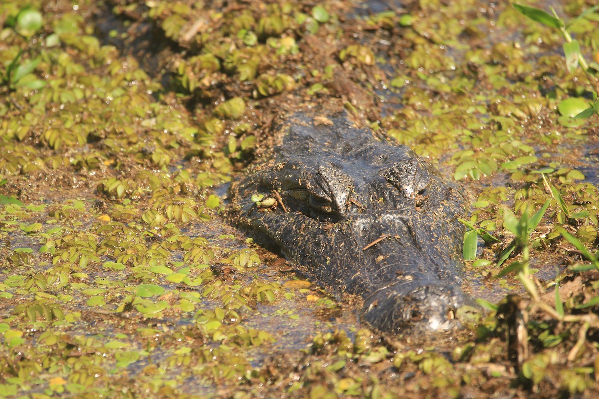 Yacare Caiman - ML646341688