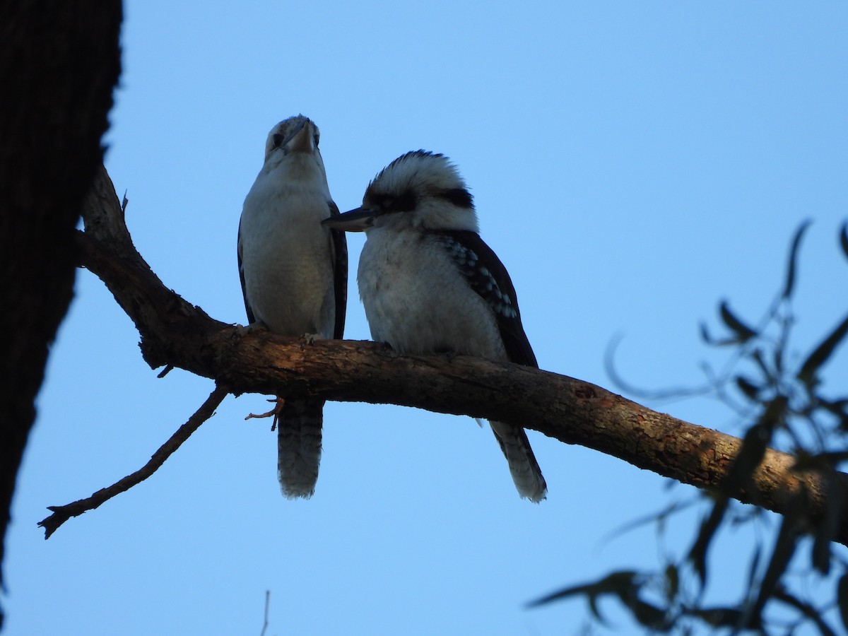 Laughing Kookaburra - ML646341689