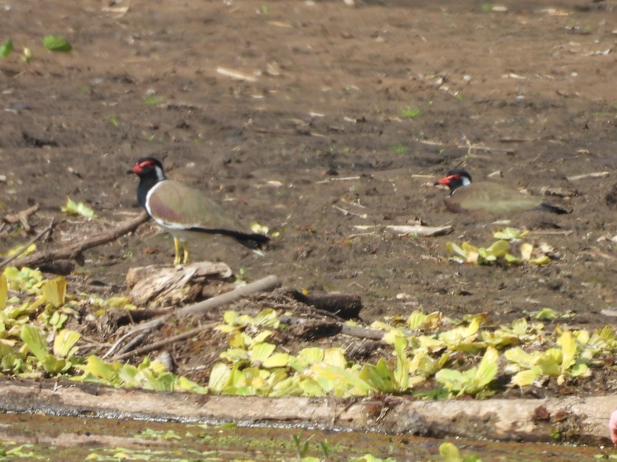 Red-wattled Lapwing - ML646341693