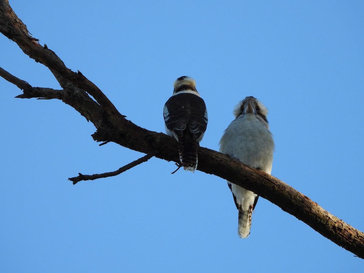 Laughing Kookaburra - ML646341695