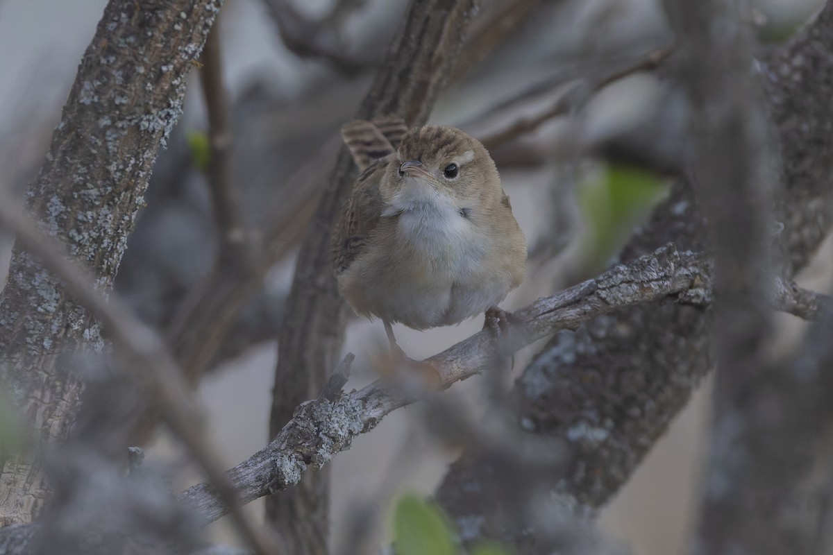 Grass Wren - ML646341698
