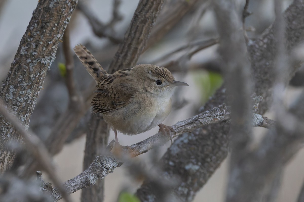 Grass Wren - ML646341699