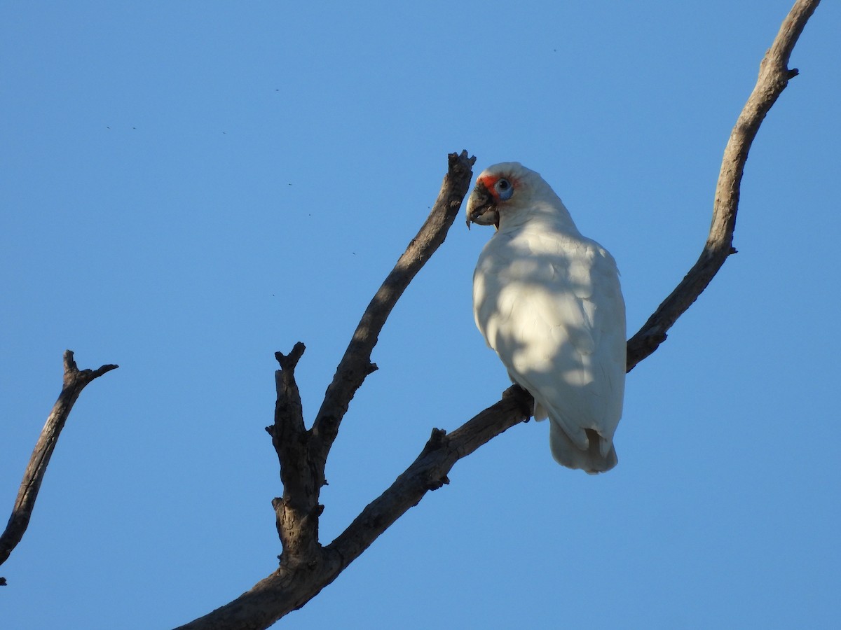 Long-billed Corella - ML646341701