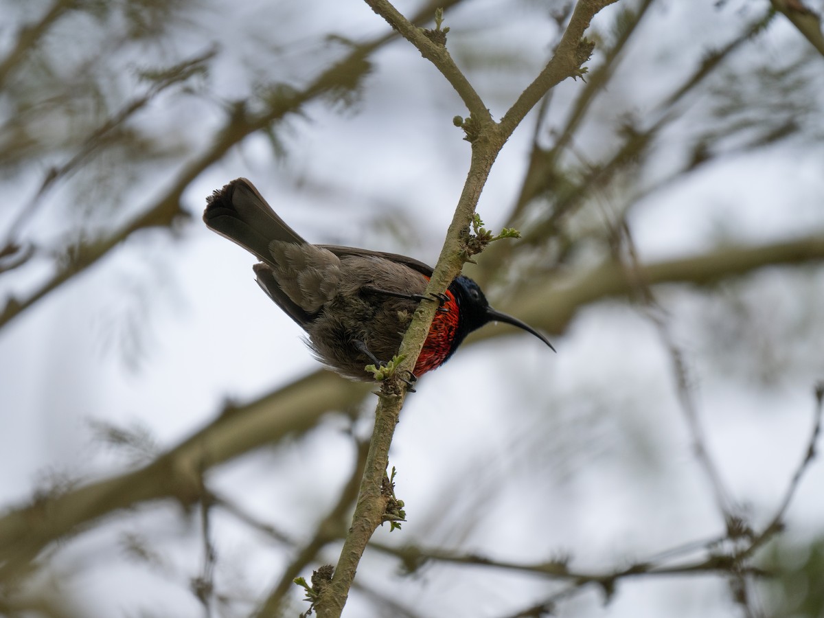 bredbeltesolfugl - ML646341705