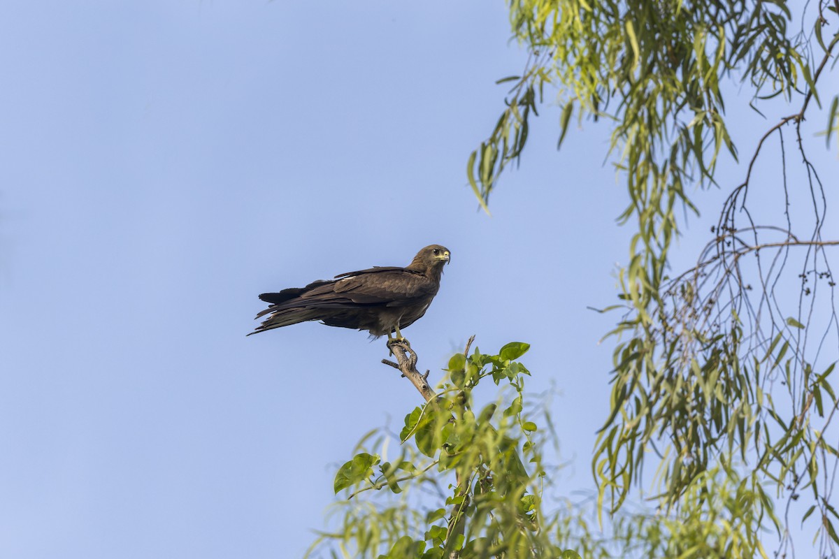 Black Kite - ML646341708