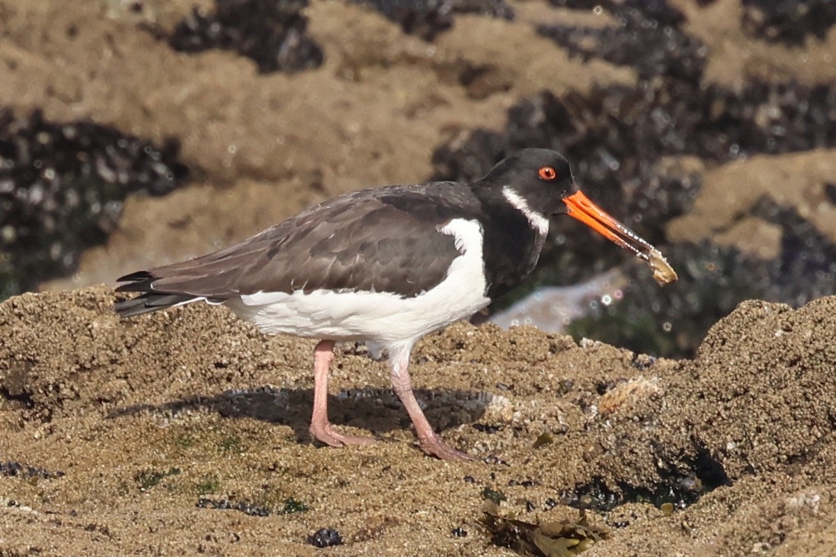 Beccaccia di mare - ML646341717
