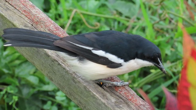 Tropical Boubou - ML646341723