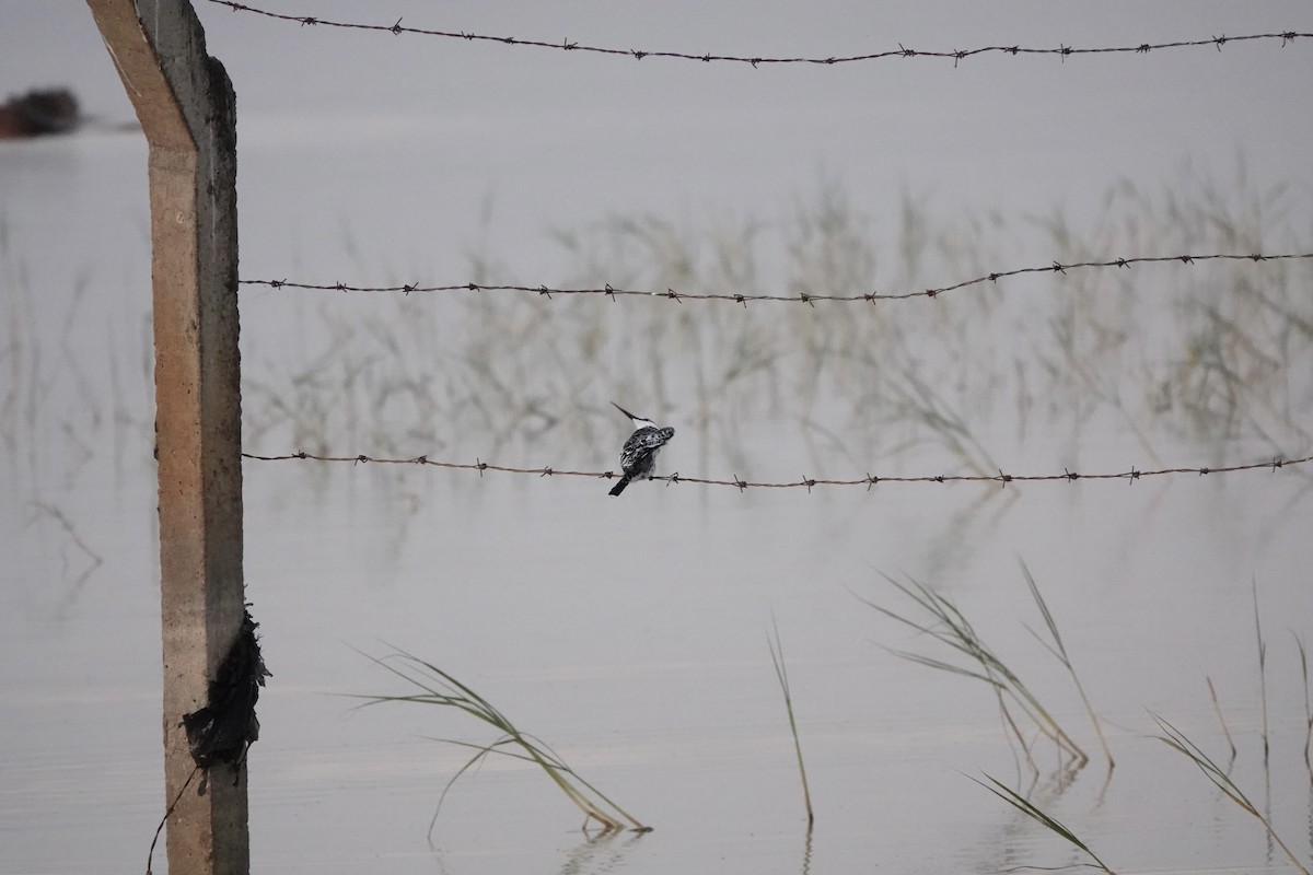 Pied Kingfisher - ML646341736