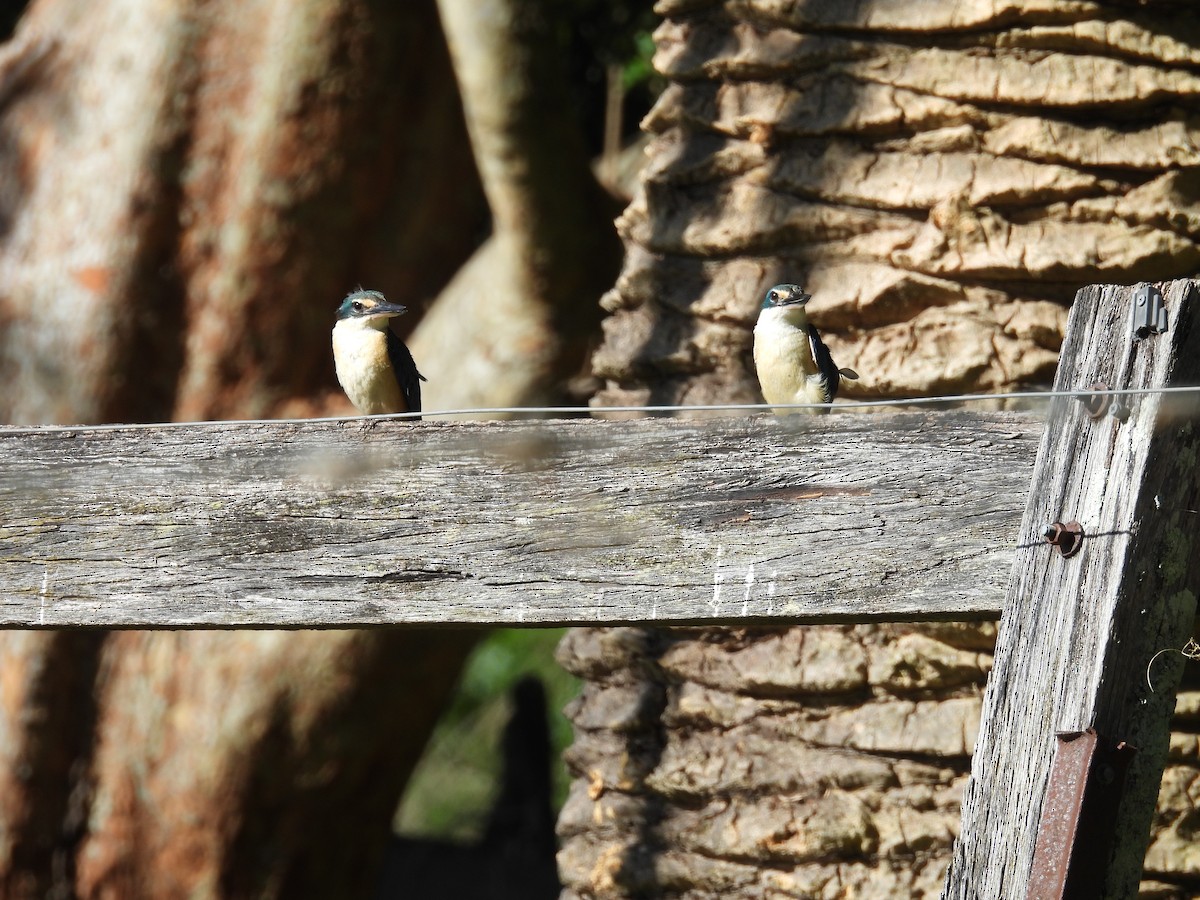 Sacred Kingfisher - ML646341741