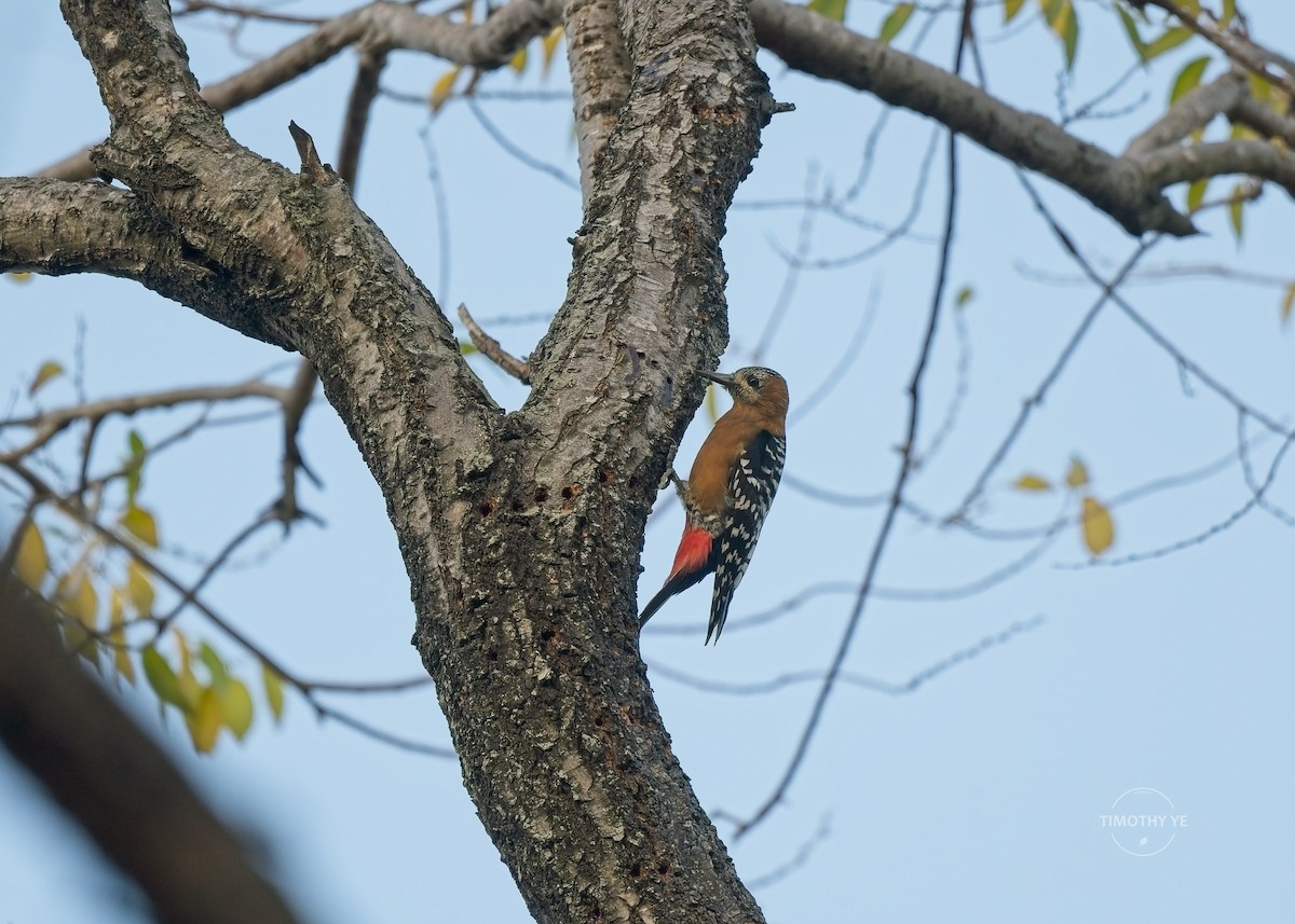 Rufous-bellied Woodpecker - ML646341742