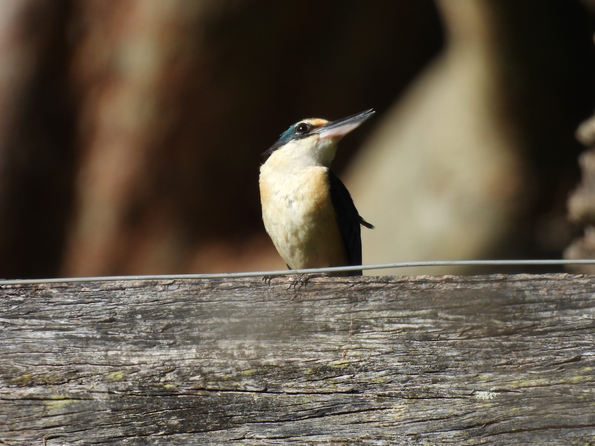 Sacred Kingfisher - ML646341743