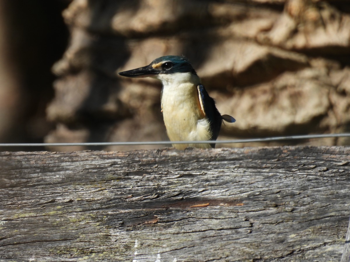 Sacred Kingfisher - ML646341744