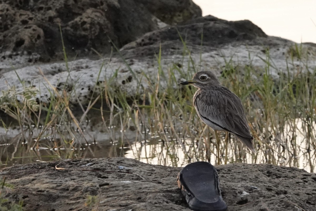 Senegal Thick-knee - ML646341756
