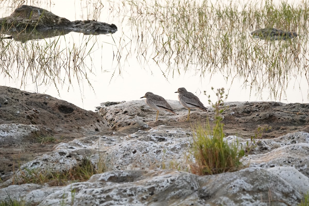 Senegal Thick-knee - ML646341757