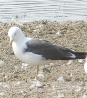 Zafferano - ML646341758