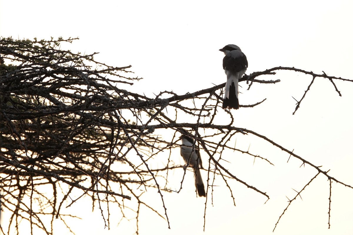 Gray-backed Fiscal - ML646341762