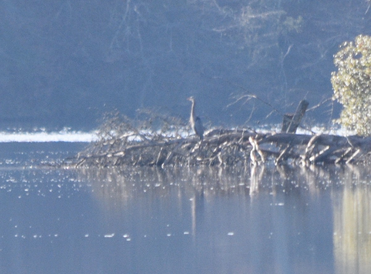 Great Blue Heron - ML646341770