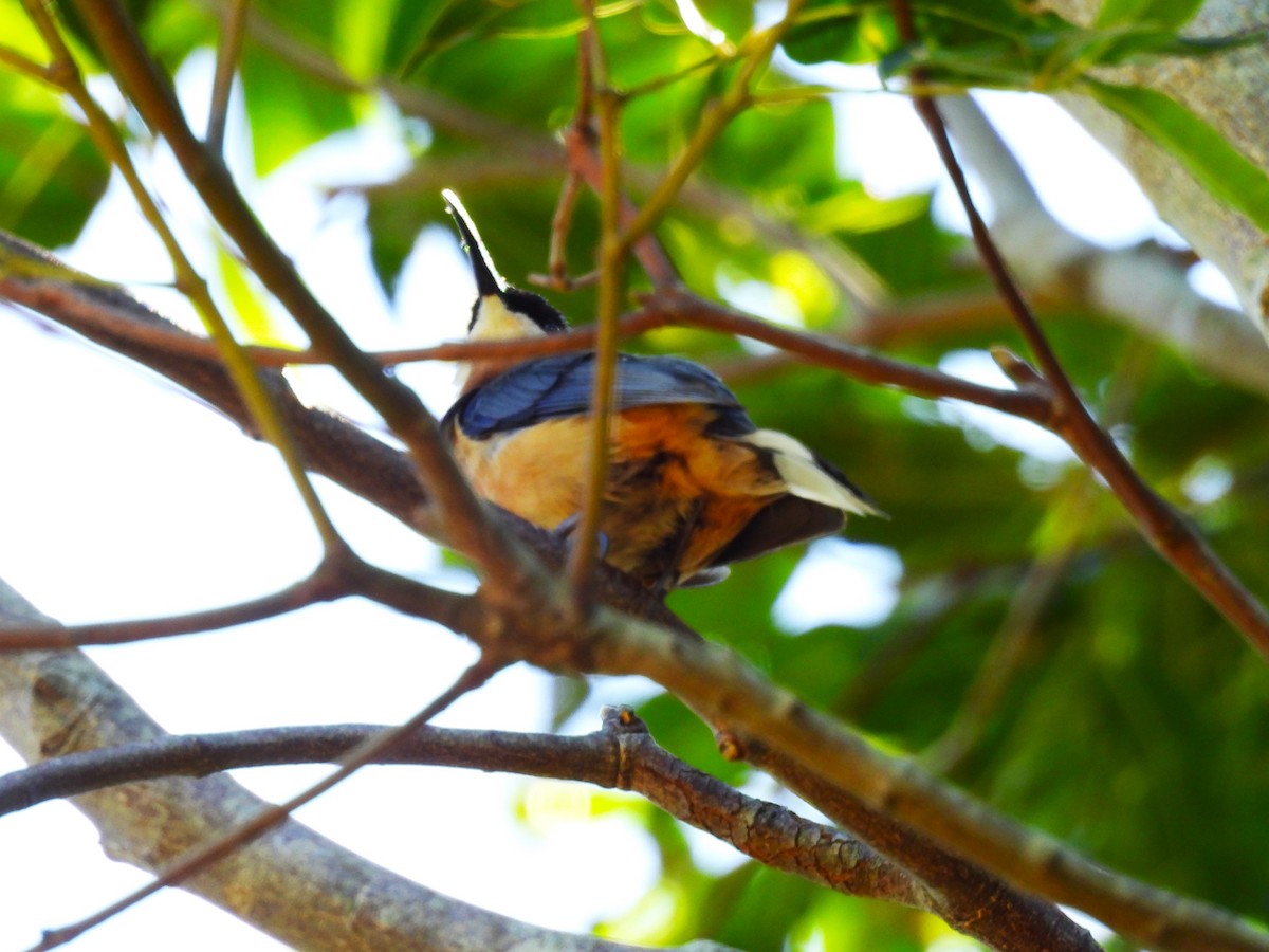 Eastern Spinebill - ML646341772