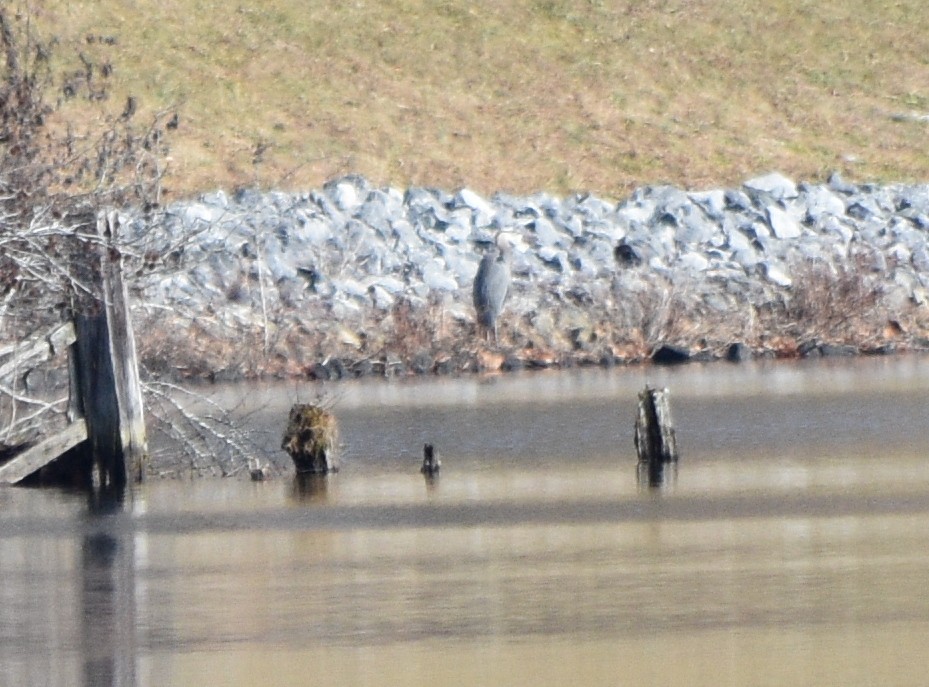 Great Blue Heron - ML646341773