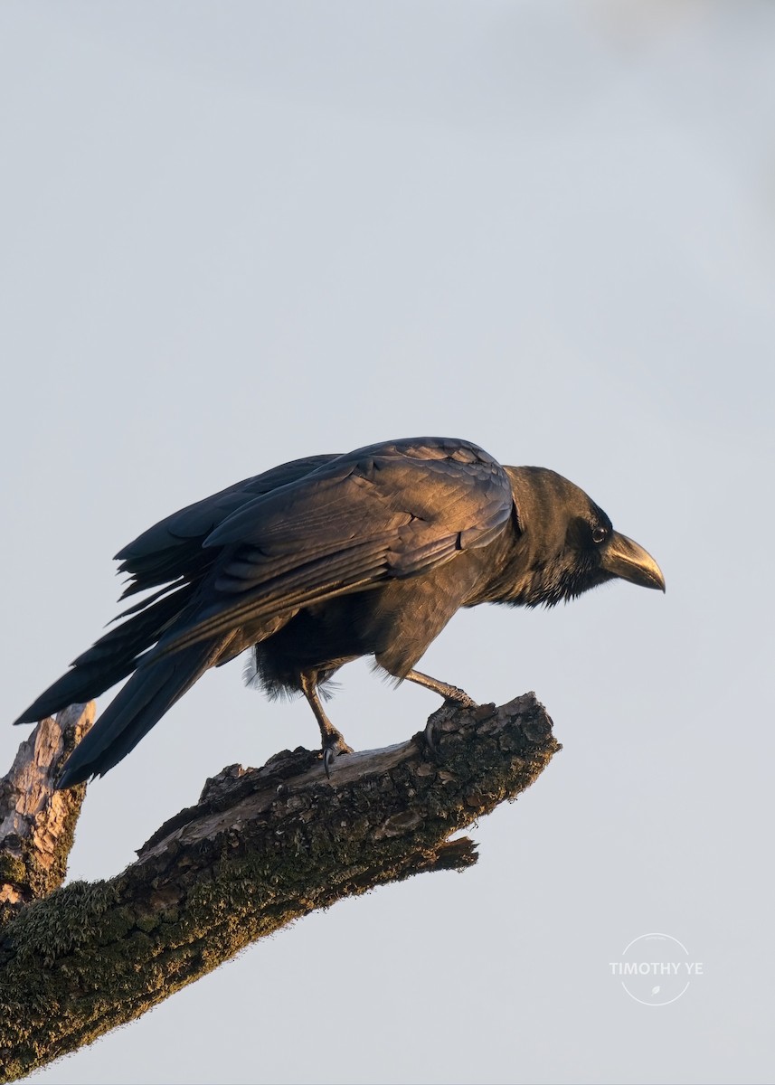 Large-billed Crow - ML646341775