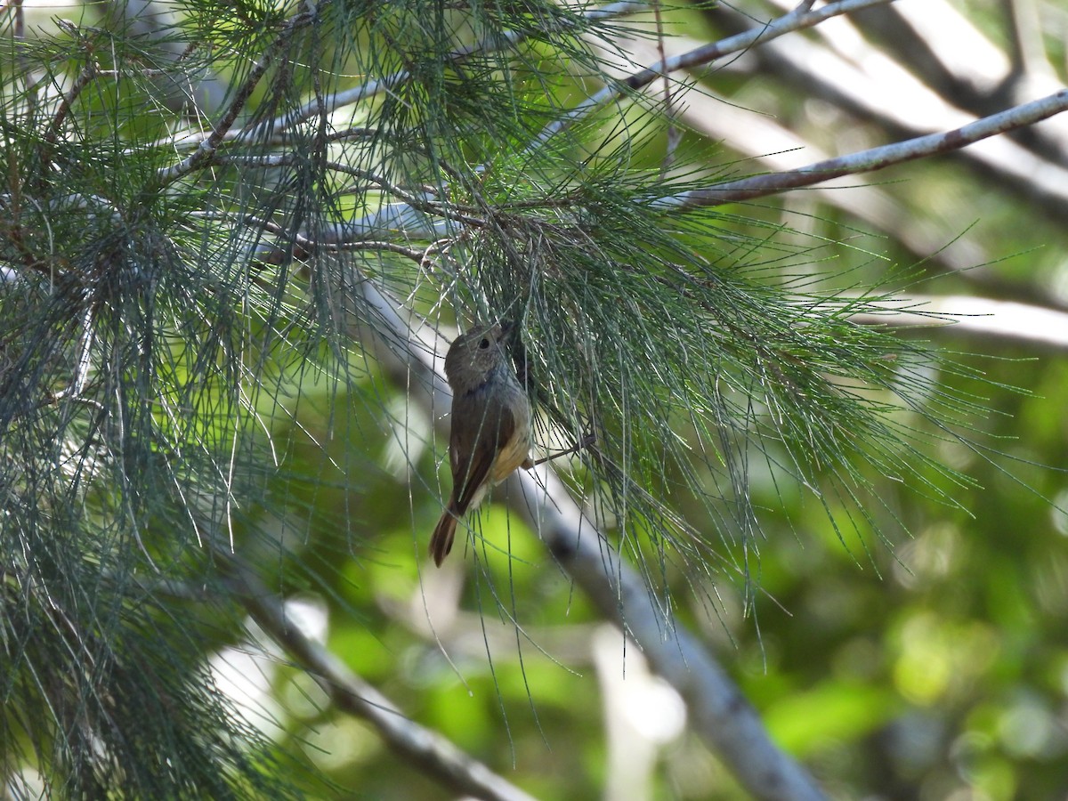 Brown Thornbill - ML646341776
