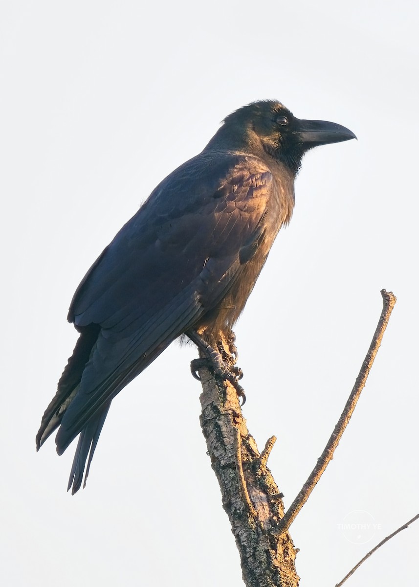 Large-billed Crow - ML646341780