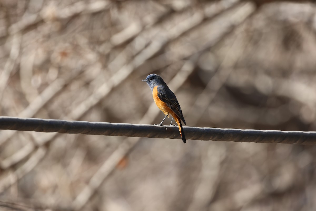 Blue-fronted Redstart - ML646341784