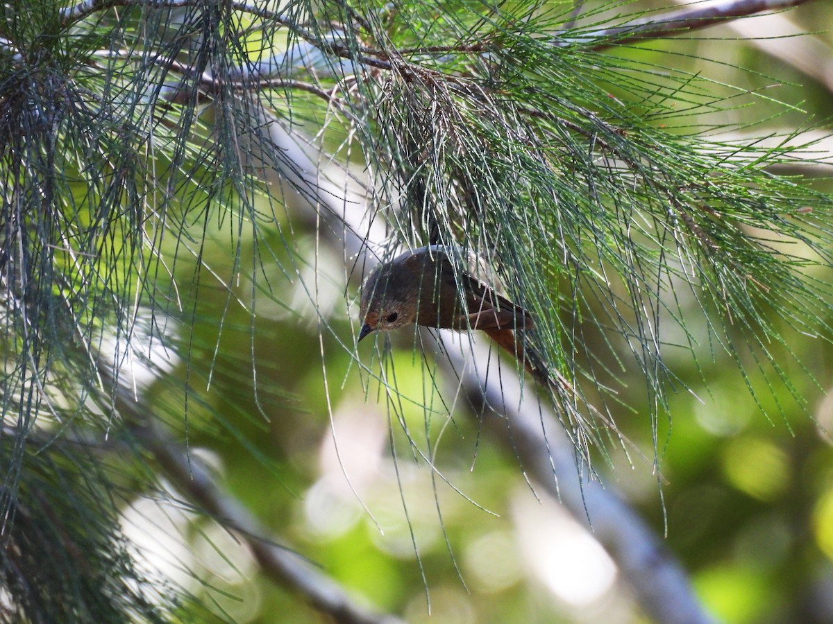 Brown Thornbill - ML646341788