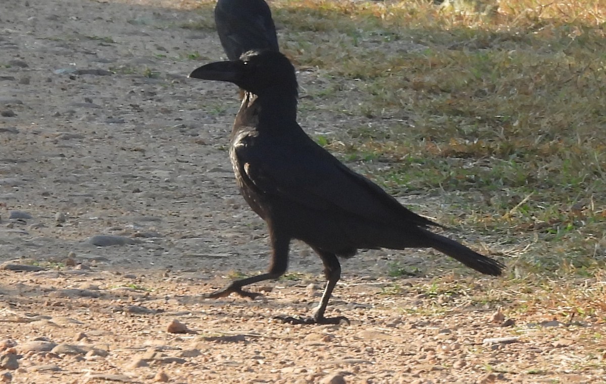 Large-billed Crow - ML646341789