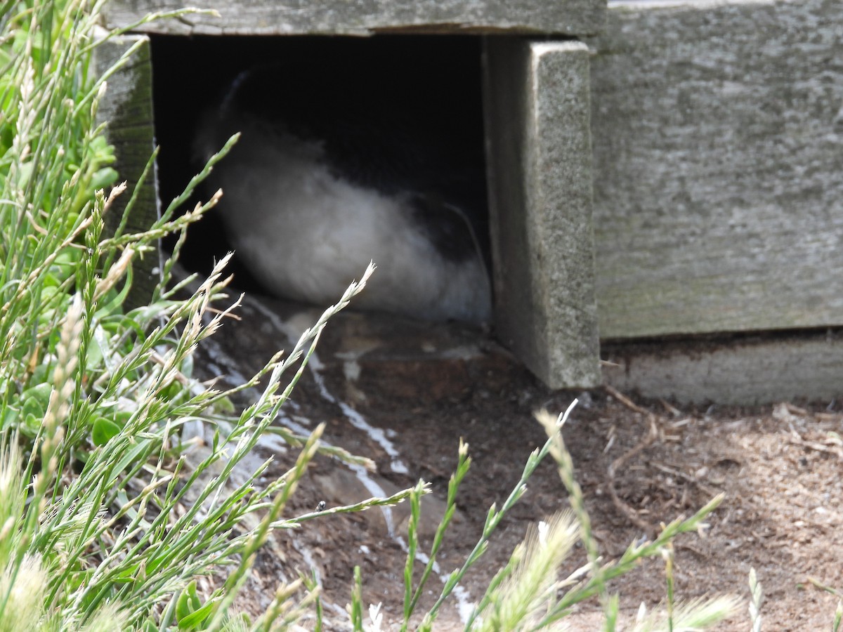 Little Penguin - ML646341790