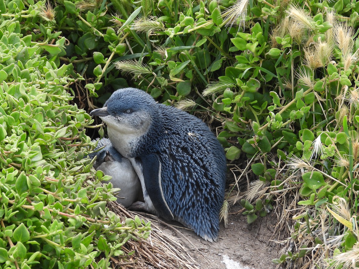 Little Penguin - ML646341791