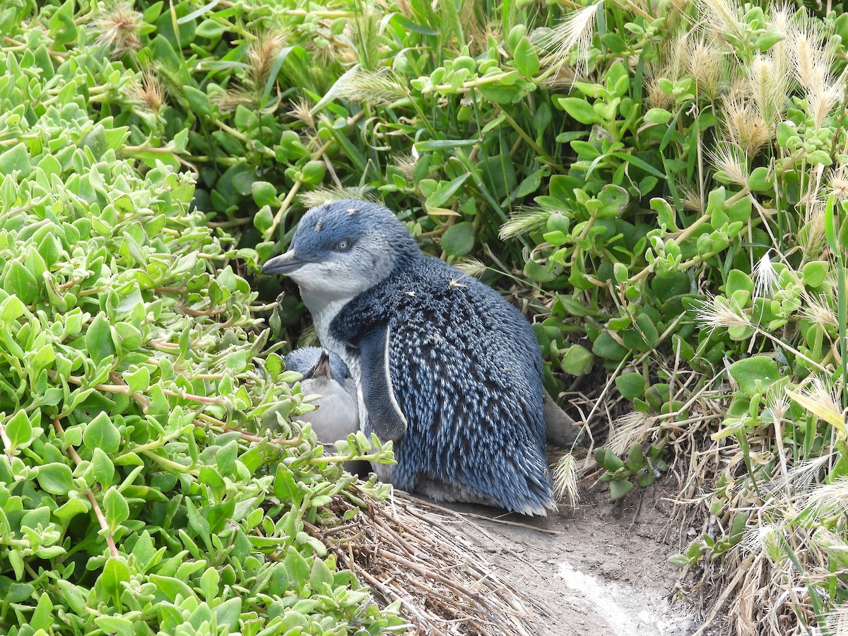 Little Penguin - ML646341792