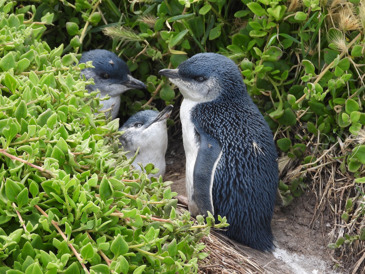 Little Penguin - ML646341793