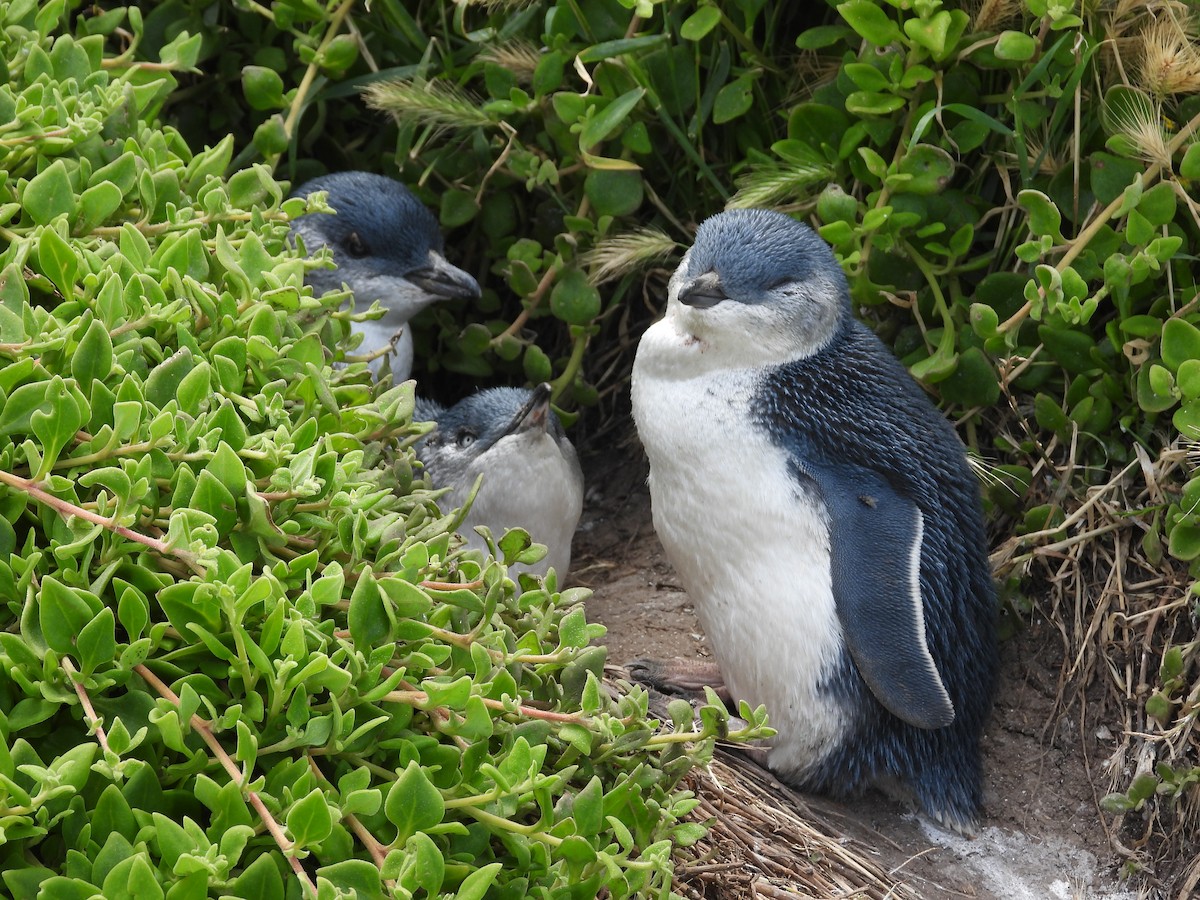 Little Penguin - ML646341794