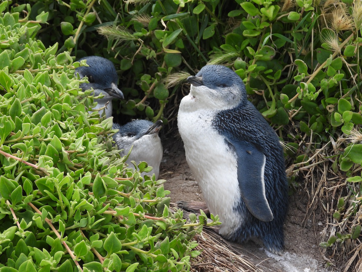 Little Penguin - ML646341795