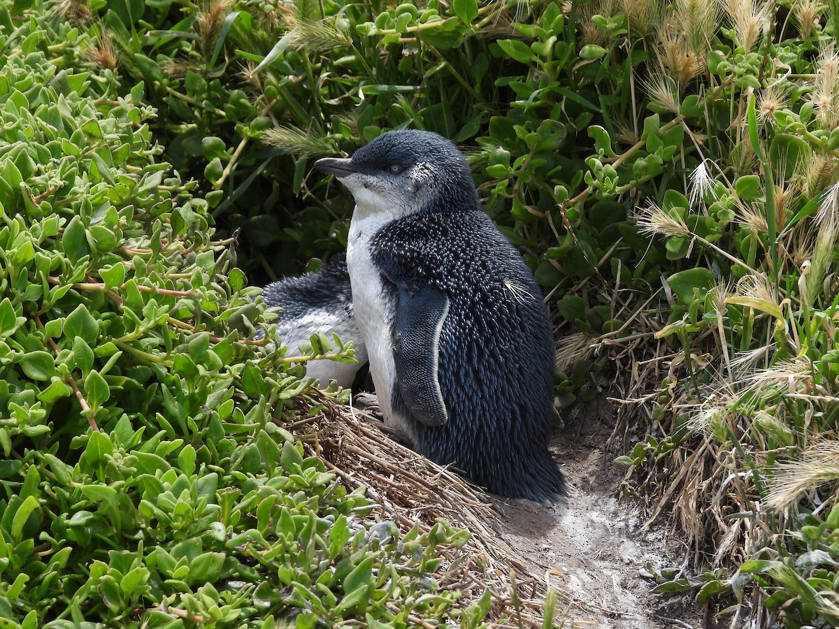 Little Penguin - ML646341796