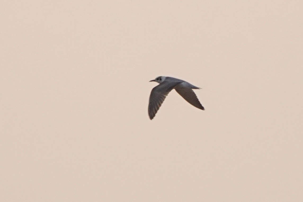 White-winged Tern - ML646341797